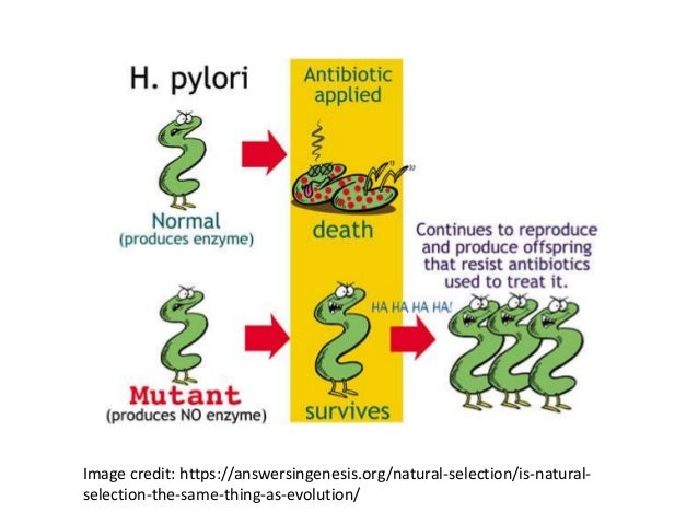 Are Evolution And Natural Selection The Same Thing Are Evolution And Natural Selection The Same Thing
