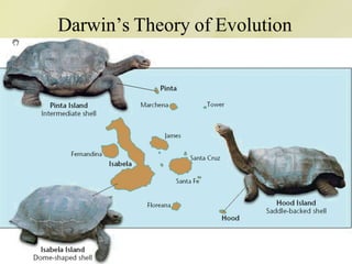 Darwin’s Theory of Evolution
 