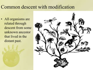 Common descent with modification
• All organisms are
related through
descent from some
unknown ancestor
that lived in the
distant past.
 