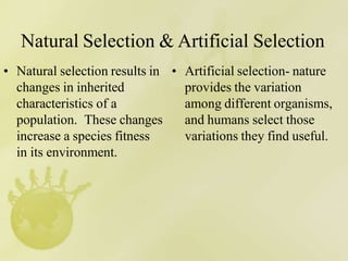 Natural Selection & Artificial Selection
• Natural selection results in
changes in inherited
characteristics of a
population. These changes
increase a species fitness
in its environment.
• Artificial selection- nature
provides the variation
among different organisms,
and humans select those
variations they find useful.
 