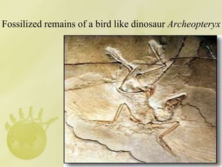 Fossilized remains of a bird like dinosaur Archeopteryx
 