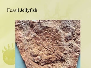 Fossil Jellyfish
 