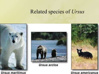 Related species of Ursus
 