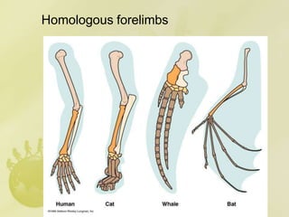 Homologous forelimbs
 
