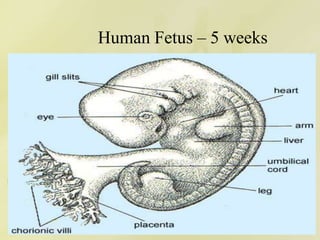 Human Fetus – 5 weeks
 