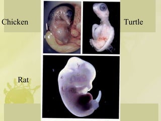 39
Chicken Turtle
Rat
 