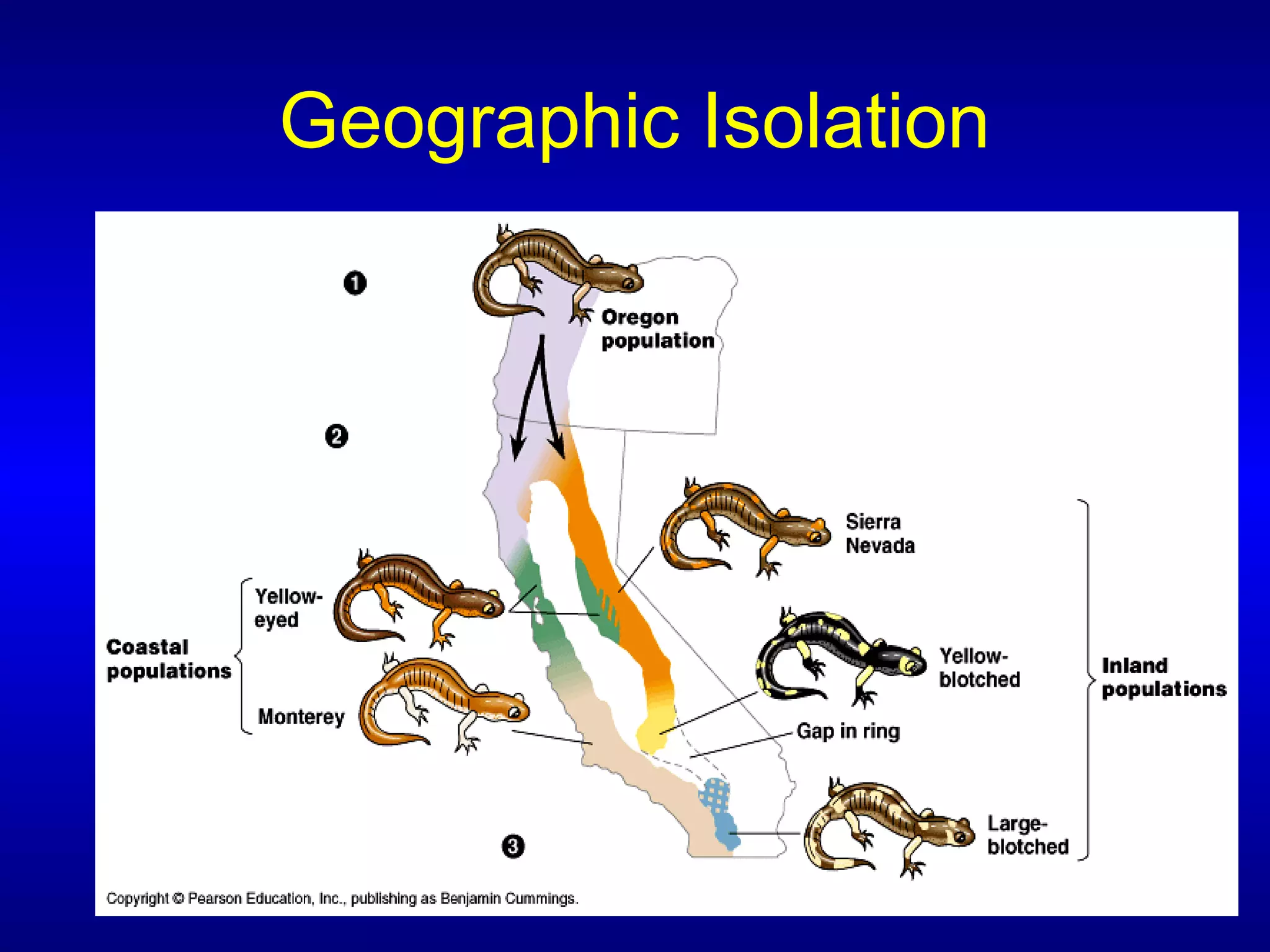 Geographic Isolation
 