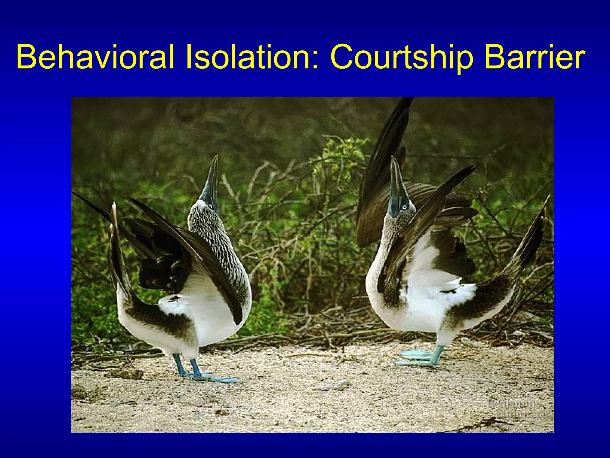 Behavioral Isolation: Courtship Barrier
 