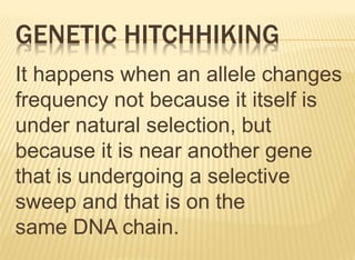 GENETIC HITCHHIKING
It happens when an allele changes
frequency not because it itself is
under natural selection, but
because it is near another gene
that is undergoing a selective
sweep and that is on the
same DNA chain.
 