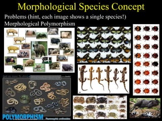 Morphological Species Concept
Problems (hint, each image shows a single species!)
Morphological Polymorphism
 