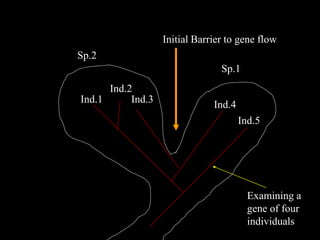 Examining a
gene of four
individuals
Sp.1
Sp.2
Ind.1
Ind.2
Ind.3
Ind.4
Ind.5
Initial Barrier to gene flow
 