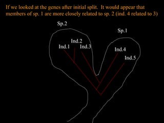 Sp.1
Sp.2
Ind.1
Ind.2
Ind.3
Ind.4
Ind.5
If we looked at the genes after initial split. It would appear that
members of sp. 1 are more closely related to sp. 2 (ind. 4 related to 3)
 