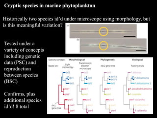 Cryptic species in marine phytoplankton
Historically two species id’d under microscope using morphology, but
is this meaningful variation?
Tested under a
variety of concepts
including genetic
data (PSC) and
reproduction
between species
(BSC)
Confirms, plus
additional species
id’d! 8 total
 