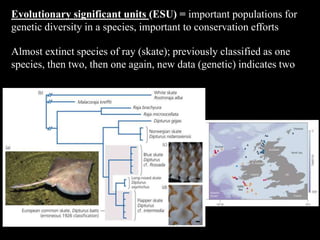 Evolutionary significant units (ESU) = important populations for
genetic diversity in a species, important to conservation efforts
Almost extinct species of ray (skate); previously classified as one
species, then two, then one again, new data (genetic) indicates two
 