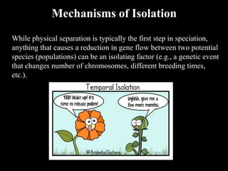 While physical separation is typically the first step in speciation,
anything that causes a reduction in gene flow between two potential
species (populations) can be an isolating factor (e.g., a genetic event
that changes number of chromosomes, different breeding times,
etc.).
Mechanisms of Isolation
 