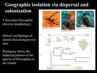 3 Hawaiian Drosophila
(diverse morphology)
Hawaii=archipelago of
islands that emerged over
time
Phylogeny shows the
dispersal patterns of the
species of Drosophila on
the islands
Geographic isolation via dispersal and
colonization
 
