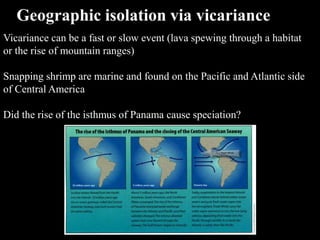 Vicariance can be a fast or slow event (lava spewing through a habitat
or the rise of mountain ranges)
Snapping shrimp are marine and found on the Pacific and Atlantic side
of Central America
Did the rise of the isthmus of Panama cause speciation?
Geographic isolation via vicariance
 