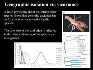A DNA phylogeny (b) of the shrimp sister
species shows that generally each pair has
an Atlantic (Carribean) and a Pacific
species
The slow rise of the land bride is reflected
in the estimated timing of the species pair
divergences
Geographic isolation via vicariance
 