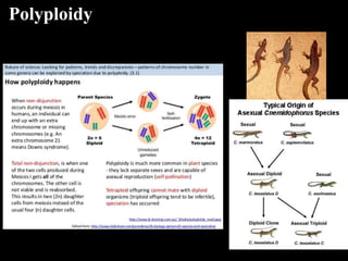 Polyploidy
 