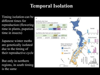 Timing isolation-can be
different times for
reproduction (flowering
time in plants, pupation
time in insects)
Japanese winter moths
are genetically isolated
due to the timing of
their reproductive cycle
But only in northern
regions, in south timing
is the same
Temporal Isolation
 