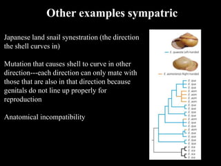 Japanese land snail synestration (the direction
the shell curves in)
Mutation that causes shell to curve in other
direction---each direction can only mate with
those that are also in that direction because
genitals do not line up properly for
reproduction
Anatomical incompatibility
Other examples sympatric
 