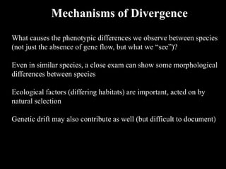 What causes the phenotypic differences we observe between species
(not just the absence of gene flow, but what we “see”)?
Even in similar species, a close exam can show some morphological
differences between species
Ecological factors (differing habitats) are important, acted on by
natural selection
Genetic drift may also contribute as well (but difficult to document)
Mechanisms of Divergence
 