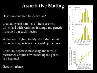 How does this lead to speciation?
Created hybrid families of these crickets
which had wide variation in songs and genetic
makeup from each species
Within each hybrid family, the pulse rate of
the male song matches the female preference
Could not separate male song and female
preference despite how mixed up the genes
had become!
Genetic linkage
Assortative Mating
 
