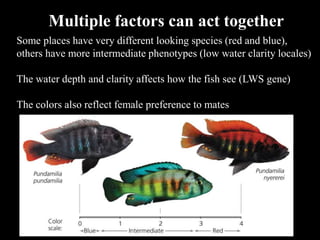 Some places have very different looking species (red and blue),
others have more intermediate phenotypes (low water clarity locales)
The water depth and clarity affects how the fish see (LWS gene)
The colors also reflect female preference to mates
Multiple factors can act together
 