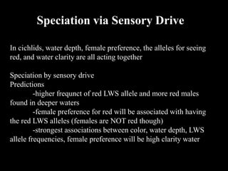 Speciation via Sensory Drive
In cichlids, water depth, female preference, the alleles for seeing
red, and water clarity are all acting together
Speciation by sensory drive
Predictions
-higher frequnct of red LWS allele and more red males
found in deeper waters
-female preference for red will be associated with having
the red LWS alleles (females are NOT red though)
-strongest associations between color, water depth, LWS
allele frequencies, female preference will be high clarity water
 