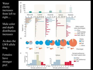 Water
clarity
increases
from left to
right…
Male color
and depth
distribution
increases
As does the
LWS allele
freq.
Females
have
stronger
pref.
 