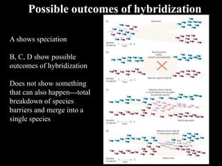 Possible outcomes of hybridization
A shows speciation
B, C, D show possible
outcomes of hybridization
Does not show something
that can also happen---total
breakdown of species
barriers and merge into a
single species
 