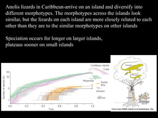 Anolis lizards in Caribbean-arrive on an island and diversify into
different morphotypes. The morphotypes across the islands look
similar, but the lizards on each island are more closely related to each
other than they are to the similar morphotypes on other islands
Speciation occurs for longer on larger islands,
plateaus sooner on small islands
 