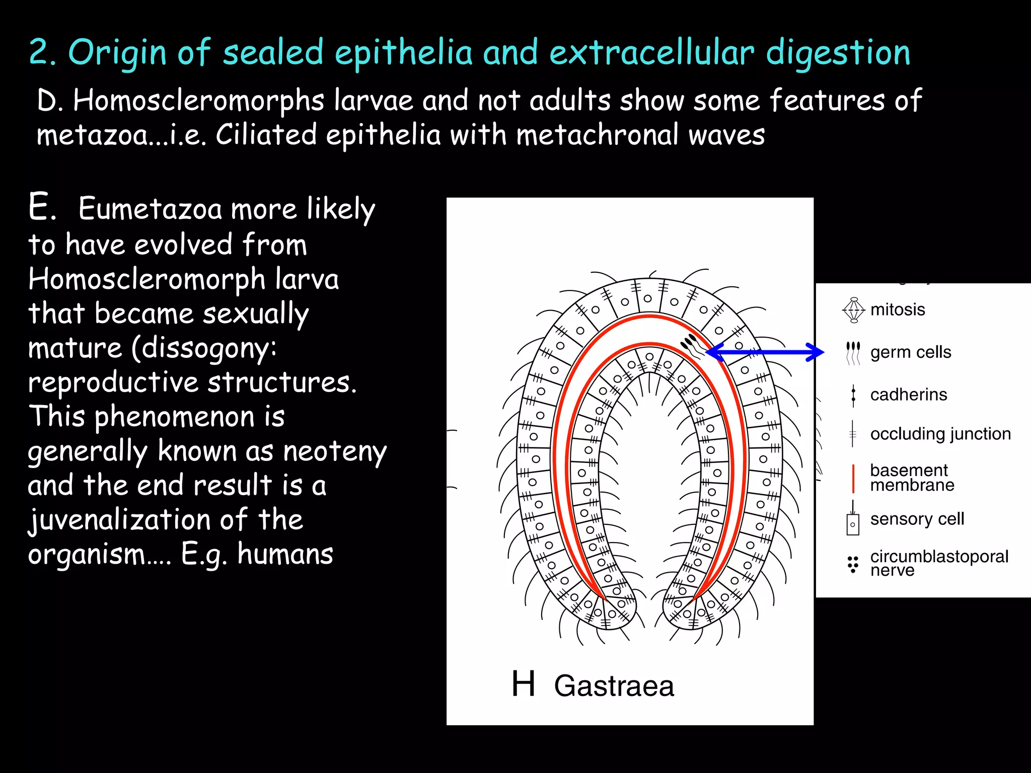 2. Origin of sealed epithelia and extracellular digestion
D. Homoscleromorphs larvae and not adults show some features of
metazoa...i.e. Ciliated epithelia with metachronal waves
E. Eumetazoa more likely
to have evolved from
Homoscleromorph larva
that became sexually
mature (dissogony:
reproductive structures.
This phenomenon is
generally known as neoteny
and the end result is a
juvenalization of the
organism…. E.g. humans
 