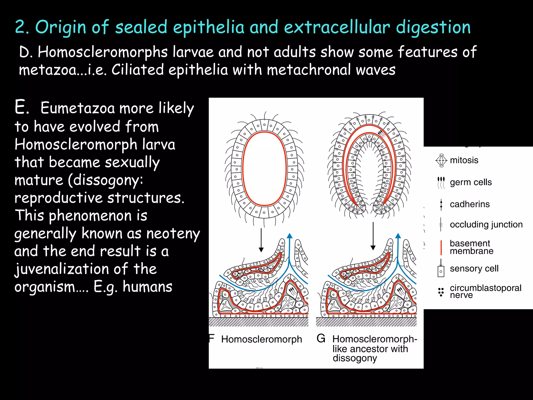 2. Origin of sealed epithelia and extracellular digestion
D. Homoscleromorphs larvae and not adults show some features of
metazoa...i.e. Ciliated epithelia with metachronal waves
E. Eumetazoa more likely
to have evolved from
Homoscleromorph larva
that became sexually
mature (dissogony:
reproductive structures.
This phenomenon is
generally known as neoteny
and the end result is a
juvenalization of the
organism…. E.g. humans
 