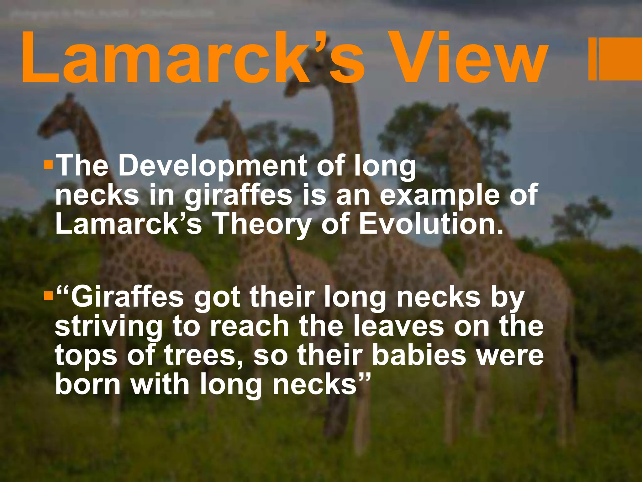 Lamarck’s View
The Development of long
necks in giraffes is an example of
Lamarck’s Theory of Evolution.
“Giraffes got their long necks by
striving to reach the leaves on the
tops of trees, so their babies were
born with long necks”
 