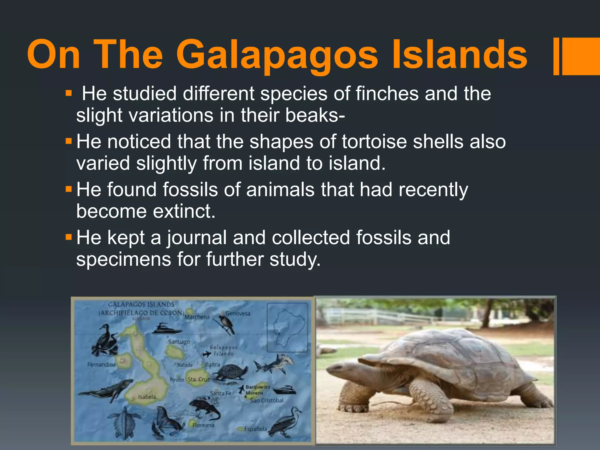 On The Galapagos Islands
 He studied different species of finches and the
slight variations in their beaks-
He noticed that the shapes of tortoise shells also
varied slightly from island to island.
He found fossils of animals that had recently
become extinct.
He kept a journal and collected fossils and
specimens for further study.
 