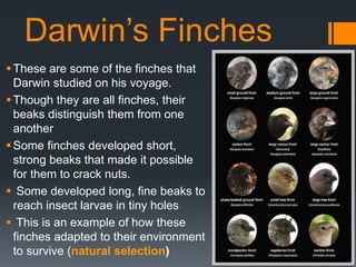 Darwin’s Finches
These are some of the finches that
Darwin studied on his voyage.
Though they are all finches, their
beaks distinguish them from one
another
Some finches developed short,
strong beaks that made it possible
for them to crack nuts.
 Some developed long, fine beaks to
reach insect larvae in tiny holes
 This is an example of how these
finches adapted to their environment
to survive (natural selection)
 