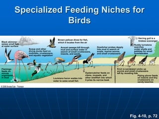 Specialized Feeding Niches for
Birds
Black skimmer
seizes small fish
at water surface
Flamingo
feeds on
minute
organisms
in mud
Scaup and other
diving ducks feed on
mollusks, crustaceans,
and aquatic vegetation
Brown pelican dives for fish,
which it locates from the air
Avocet sweeps bill through
mud and surface water in
search of small crustaceans,
insects, and seeds
Louisiana heron wades into
water to seize small fish
Oystercatcher feeds on
clams, mussels, and
other shellfish into which
it pries its narrow beak
Dowitcher probes deeply
into mud in search of
snails, marine worms,
and small crustaceans
Knot (a sandpiper) picks up
worms and small crustaceans
left by receding tide
Herring gull is a
tireless scavenger
Ruddy turnstone
searches
under shells and
pebbles for small
invertebrates
Piping plover feeds
on insects and tiny
crustaceans on
sandy beaches
Fig. 4-10, p. 72
 