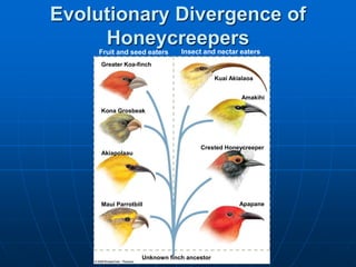 Unknown finch ancestor
Fruit and seed eaters Insect and nectar eaters
Greater Koa-finch
Kona Grosbeak
Akiapolaau
Maui Parrotbill
Kuai Akialaoa
Crested Honeycreeper
Apapane
Amakihi
Evolutionary Divergence of
Honeycreepers
 