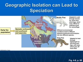 Fig. 4-8, p. 68
Spreads northward
and southward
and separates
Arctic Fox
Gray Fox
Adapted to cold
through heavier
fur, short ears,
short legs, short
nose. White fur
matches snow
for camouflage.
Adapted to heat
through
lightweight fur
and long ears,
legs, and nose,
which give off
more heat.
Different environmental
conditions lead to different
selective pressures and evolution
into two different species.
Northern
population
Southern
population
Early fox
population
Geographic Isolation can Lead to
Speciation
 