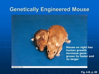 Fig. 4-B, p. 69
Genetically Engineered Mouse
Mouse on right has
human growth
hormone gene-
grows 3x faster and
2x larger
 