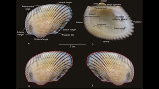 Evolution.pptx general biology 2 module pdf | PPTX