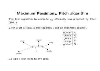 Fitch Algorithm evolution and molecular phylogenetics.pdf