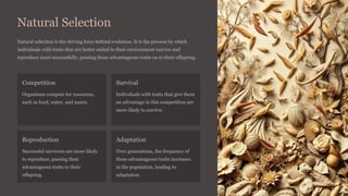 Natural Selection
Natural selection is the driving force behind evolution. It is the process by which
individuals with traits that are better suited to their environment survive and
reproduce more successfully, passing those advantageous traits on to their offspring.
Competition
Organisms compete for resources,
such as food, water, and mates.
Survival
Individuals with traits that give them
an advantage in this competition are
more likely to survive.
Reproduction
Successful survivors are more likely
to reproduce, passing their
advantageous traits to their
offspring.
Adaptation
Over generations, the frequency of
these advantageous traits increases
in the population, leading to
adaptation.
 