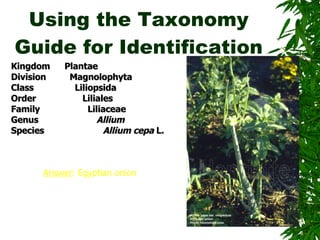 Evolution And Diversity Plants | PPT