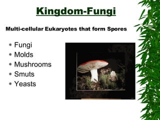Evolution And Diversity Plants | PPT
