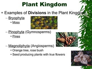 Evolution And Diversity Plants | PPT