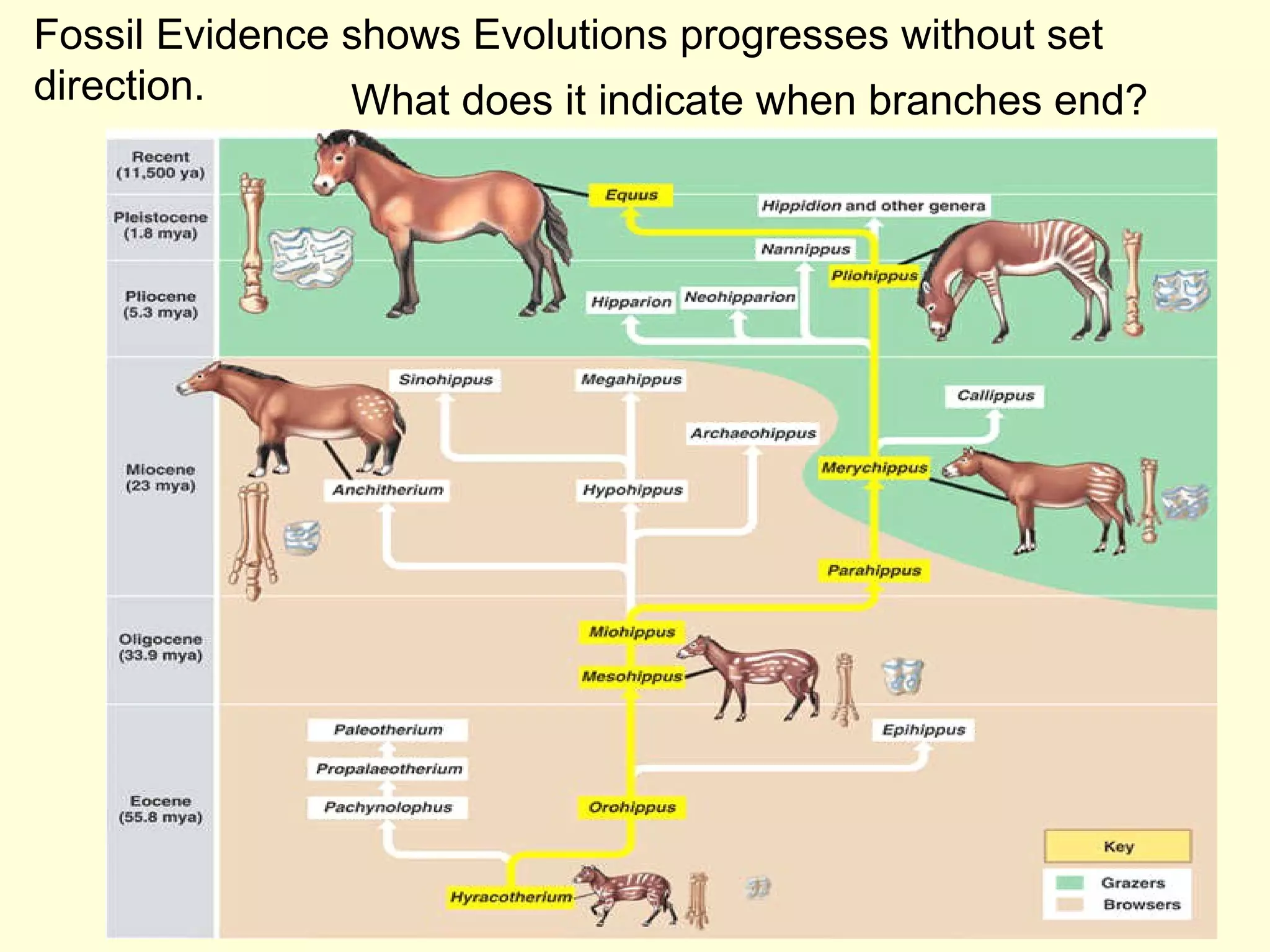 Evolution Biodiversity | PPT