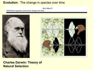 Evolution:   The change in species over time Charles Darwin: Theory of Natural Selection 