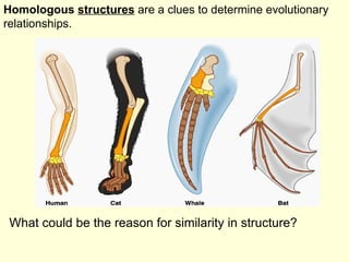 Evolution Biodiversity | PPT